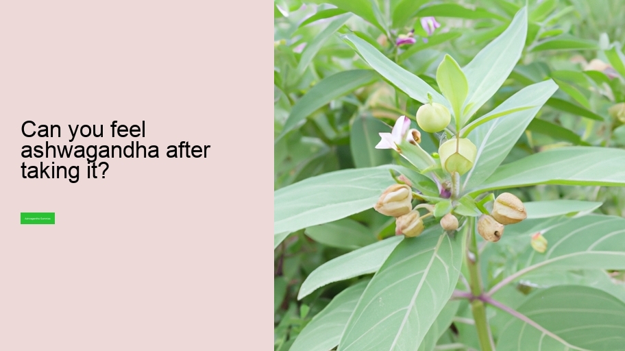Can you feel ashwagandha after taking it?