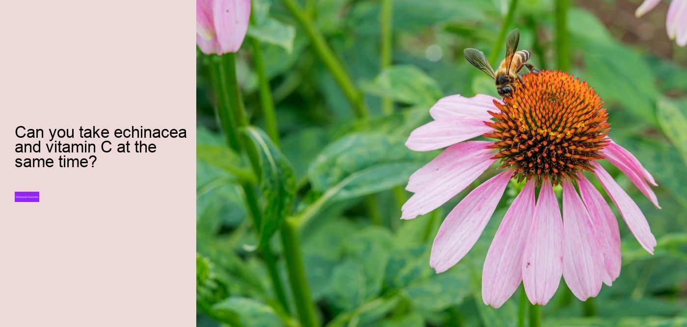 What vitamins are in echinacea?