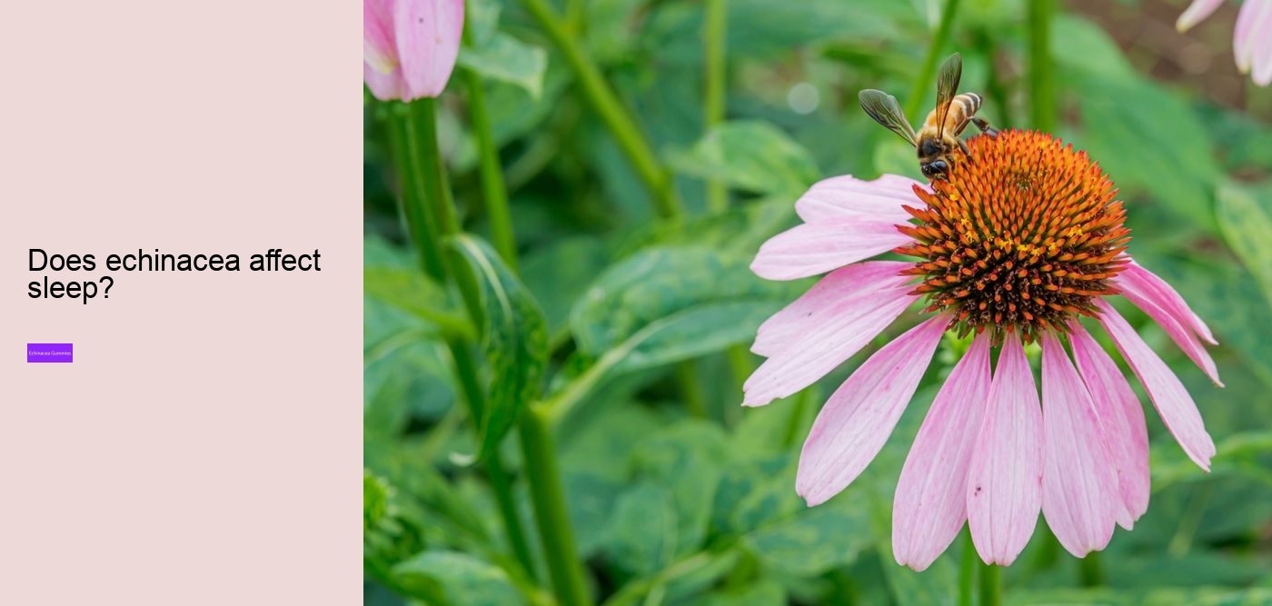 Is echinacea good before bed?