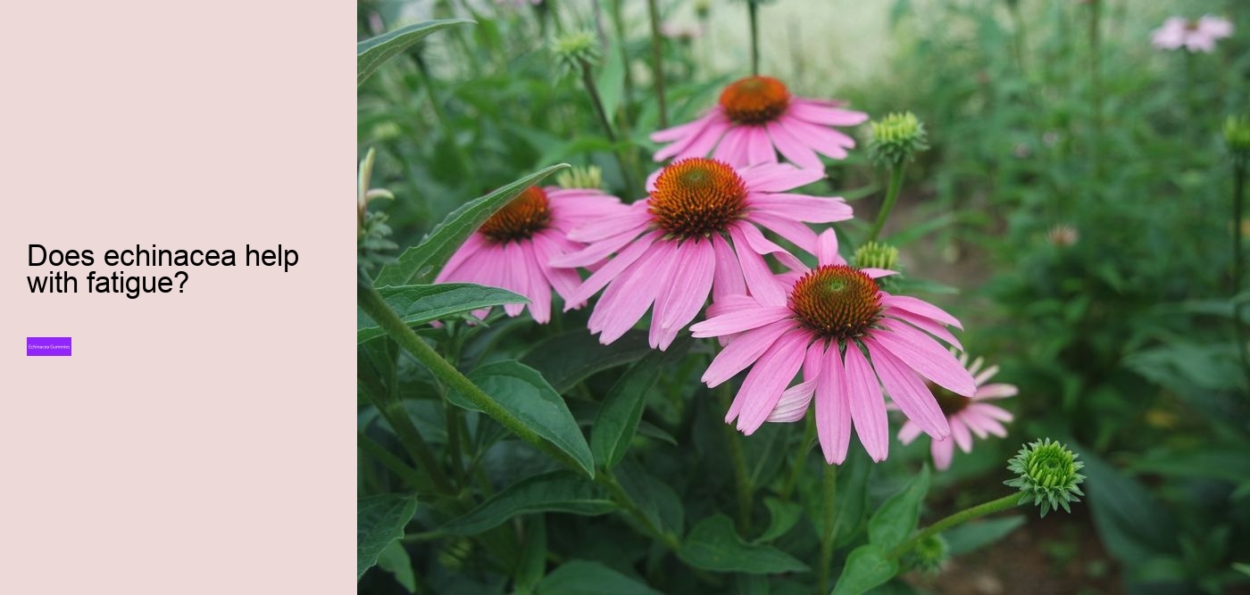 elderberry gummies with zinc and echinacea