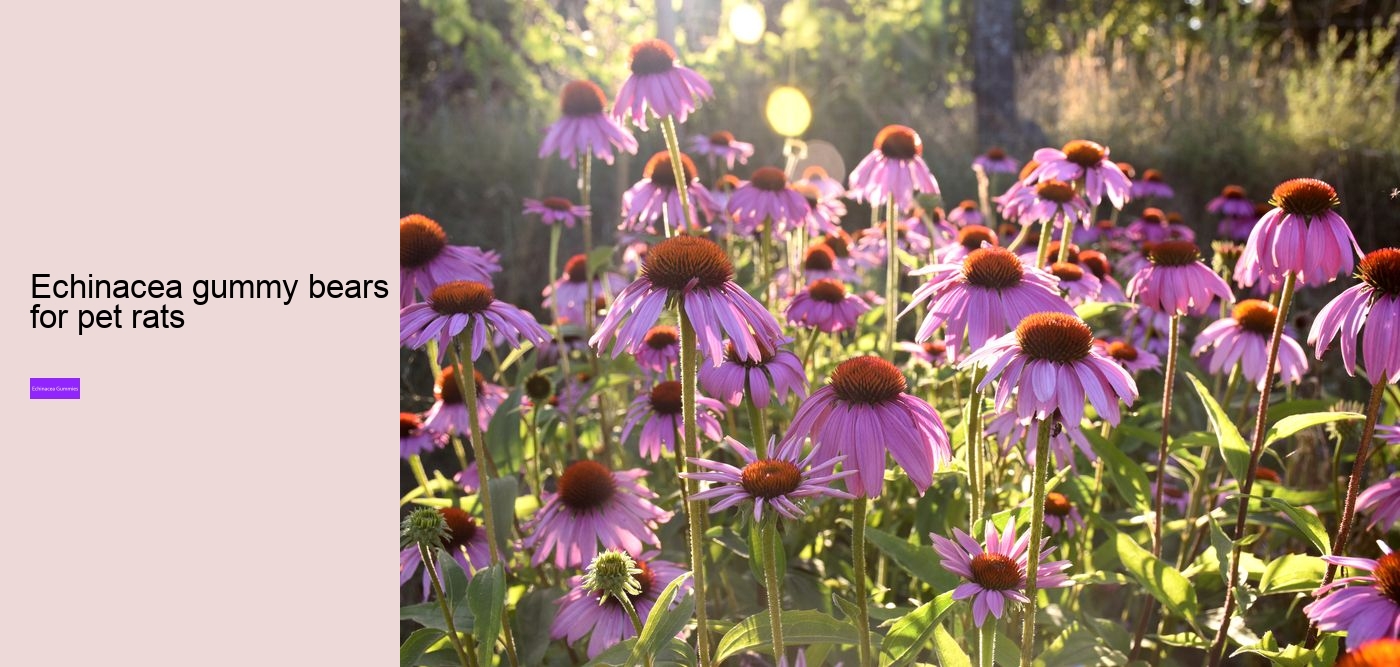 Can I take echinacea and paracetamol?