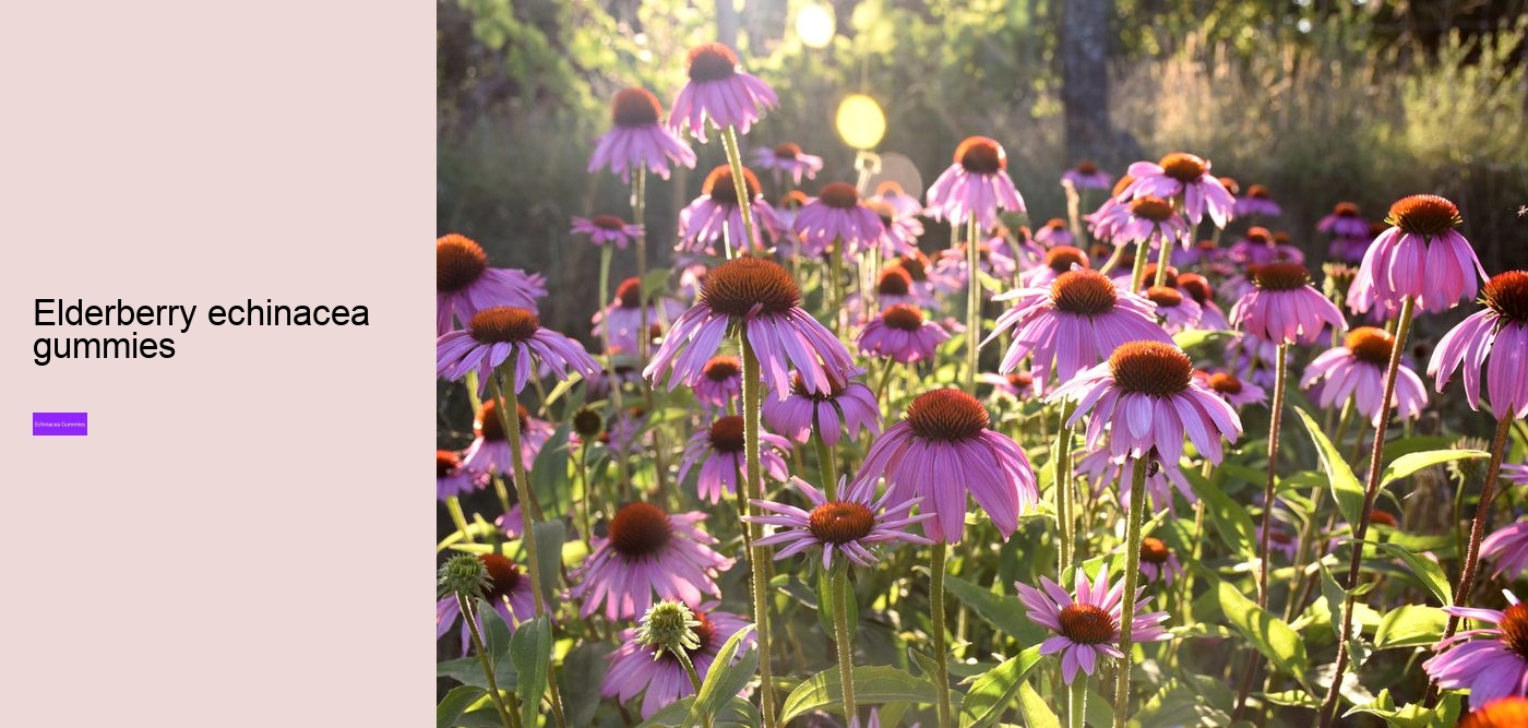 How much echinacea can I take a day?