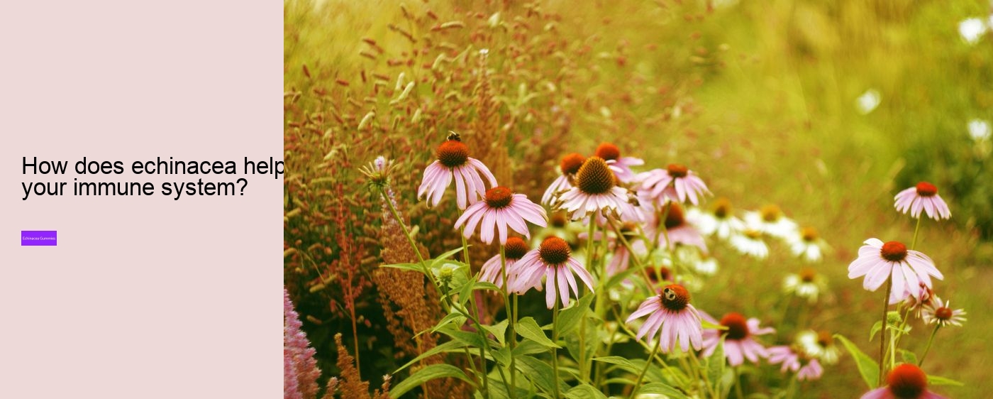 Does echinacea increase histamine?