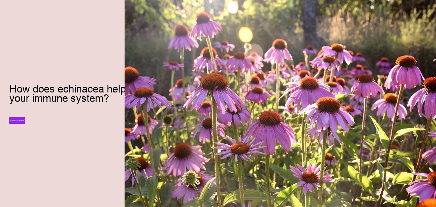 echinacea for kids