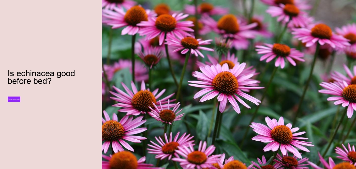 echinacea for kids
