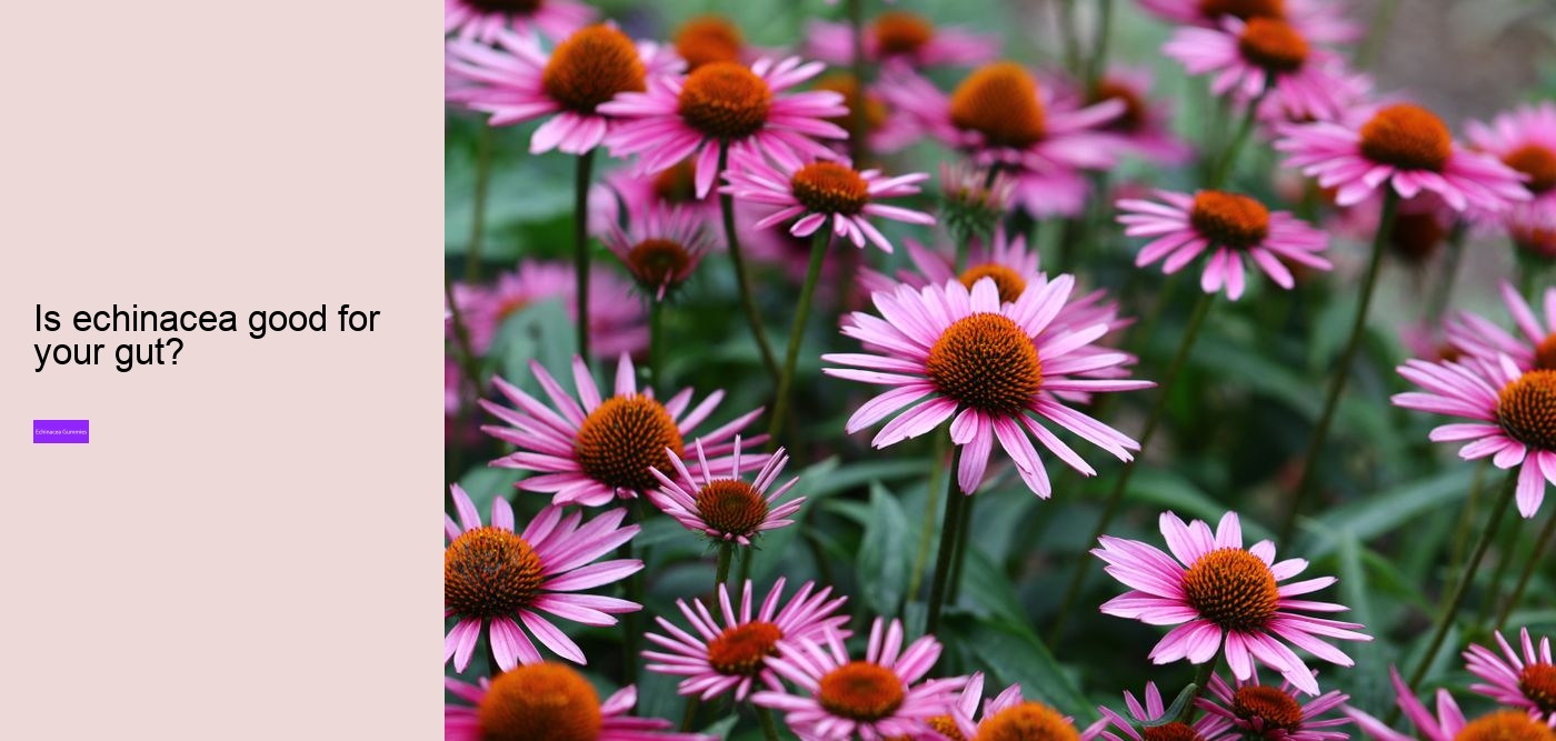 Is it worth taking echinacea?