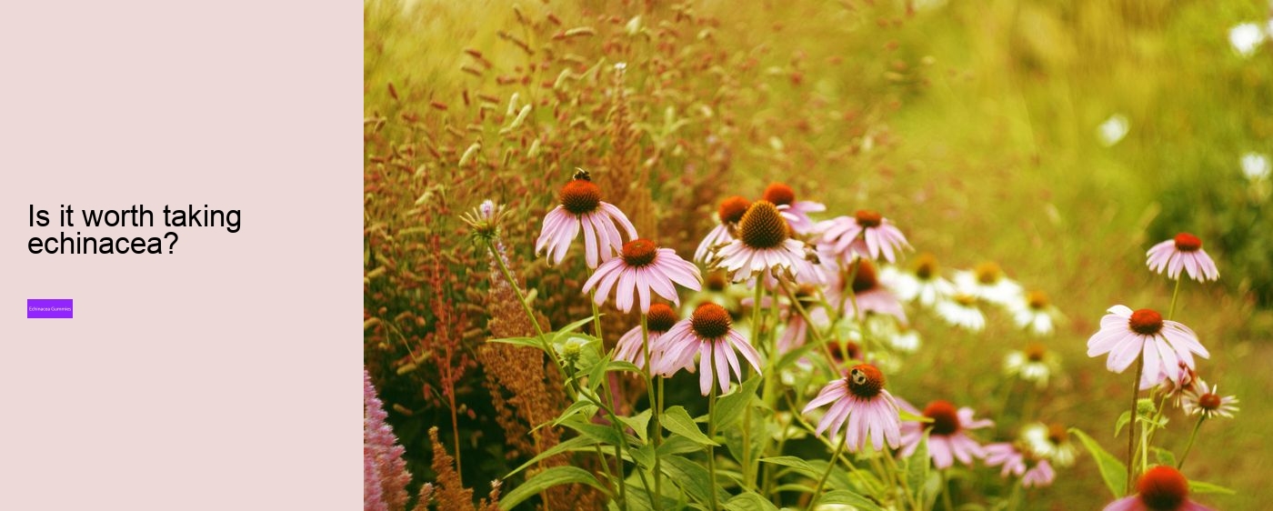 kids echinacea gummy