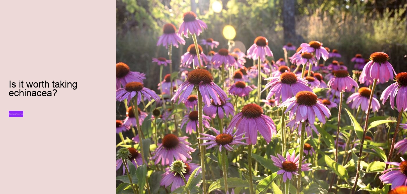 Why is echinacea so expensive?