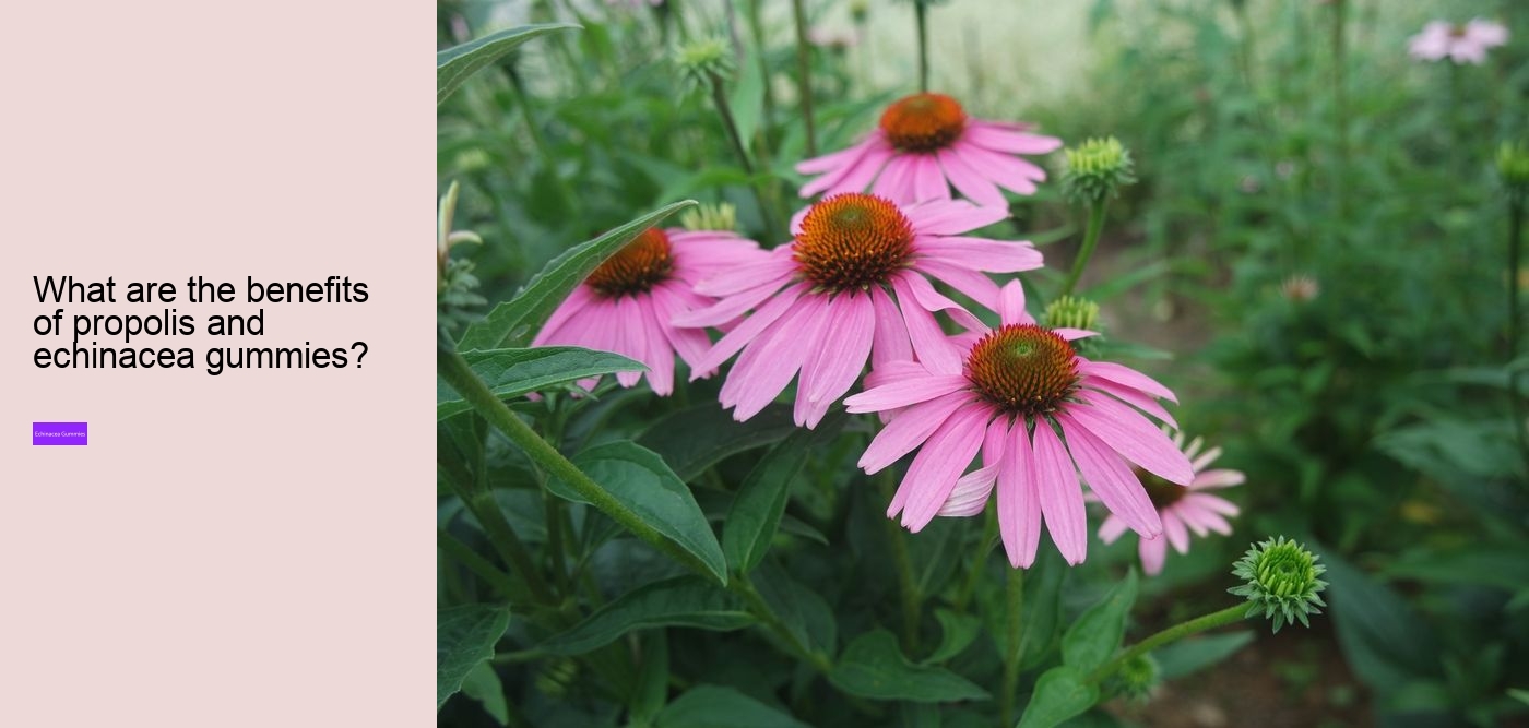 elderberry zinc echinacea gummies