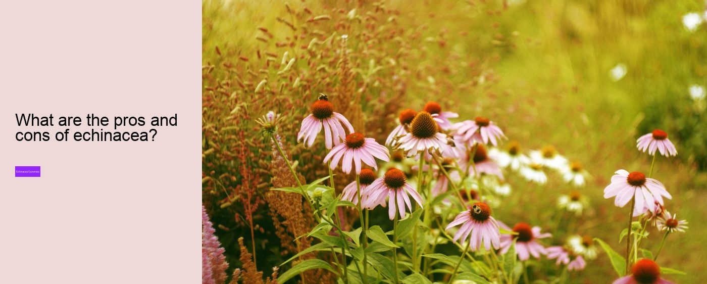 Can echinacea overstimulate the immune system?