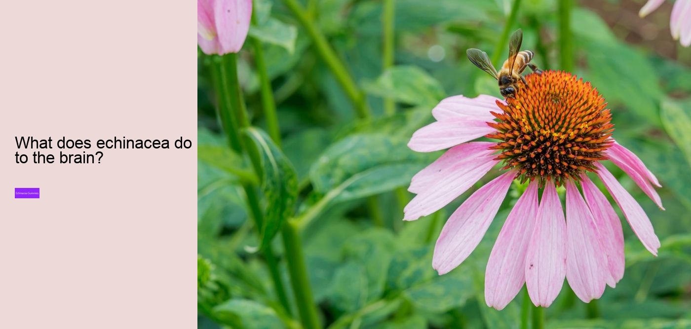 What are the side effects of echinacea?
