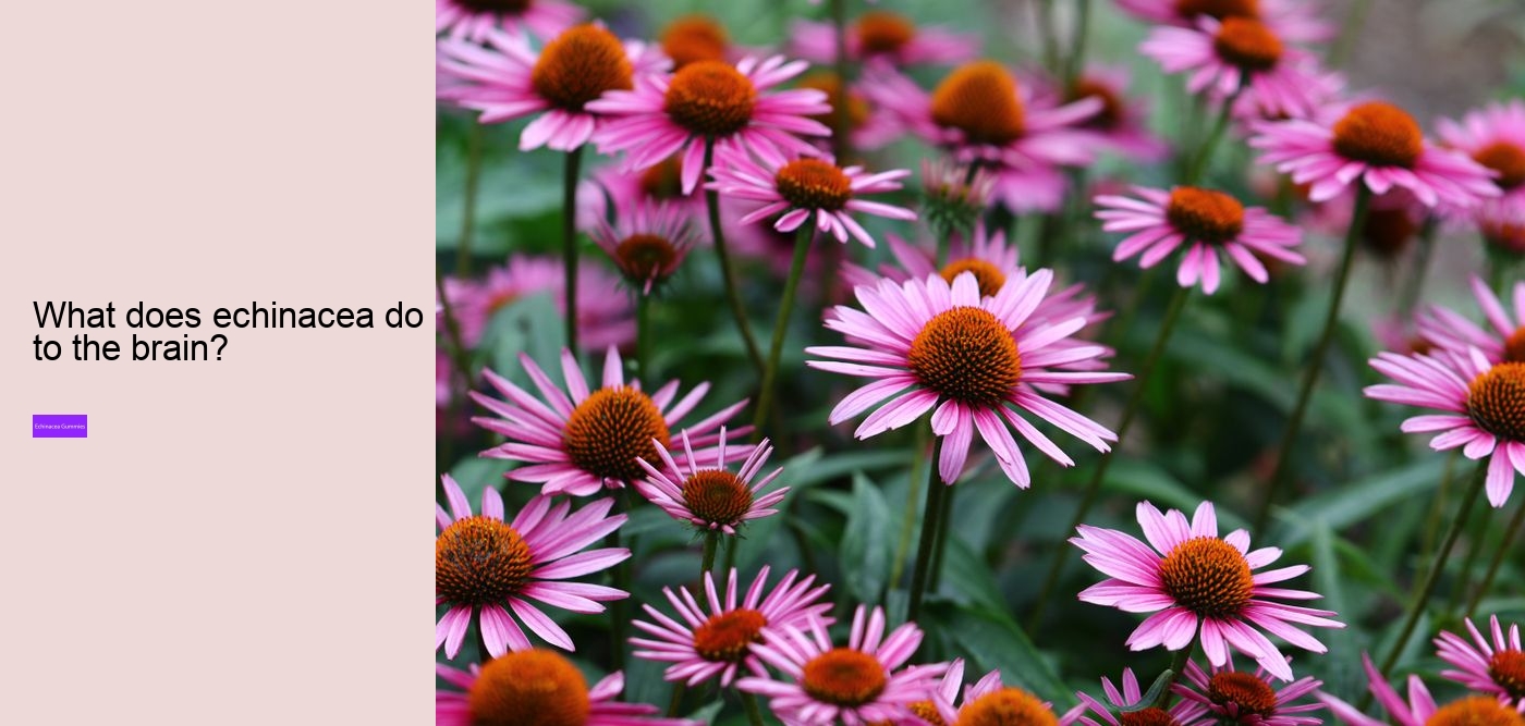 children's echinacea