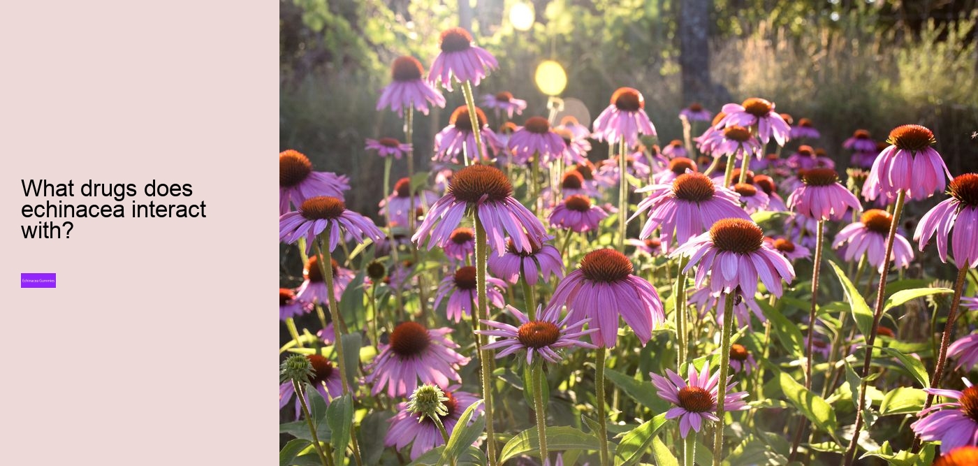 echinacea gummies for adults