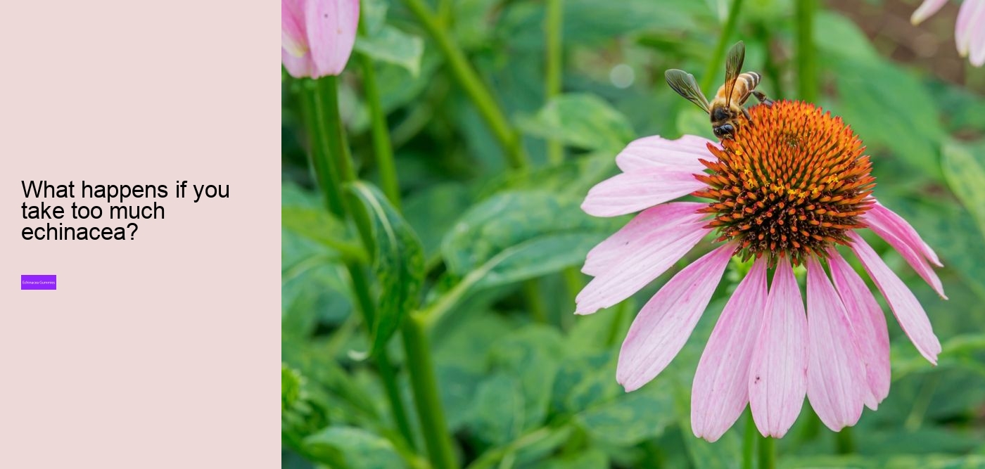 echinacea nature valley gummies