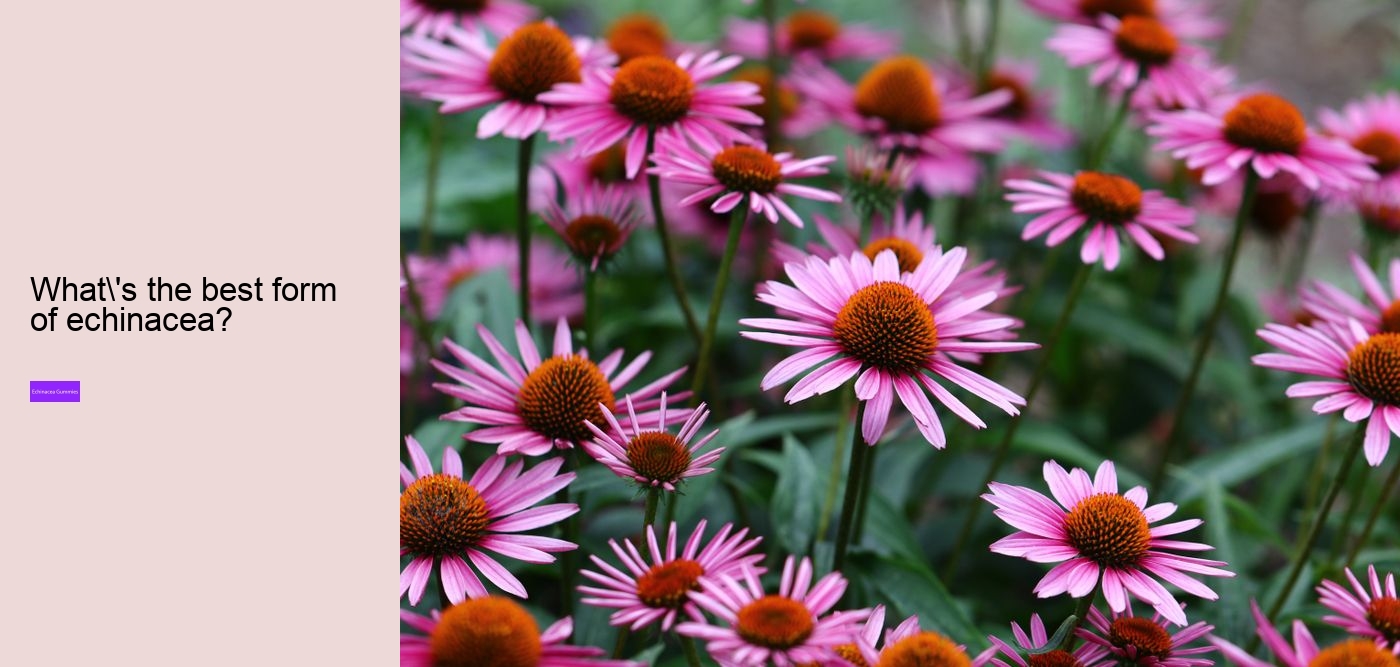 Does echinacea help with fatigue?
