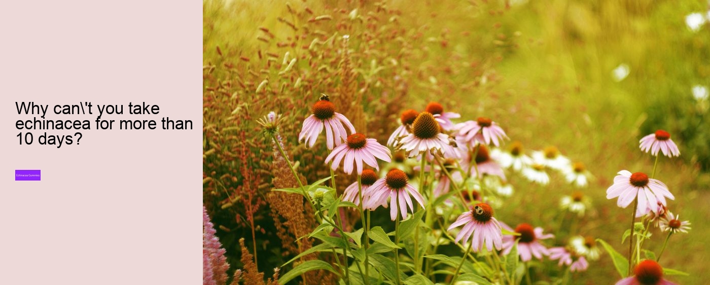 Who Cannot take echinacea?