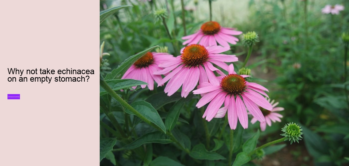 echinacea gummies for toddlers