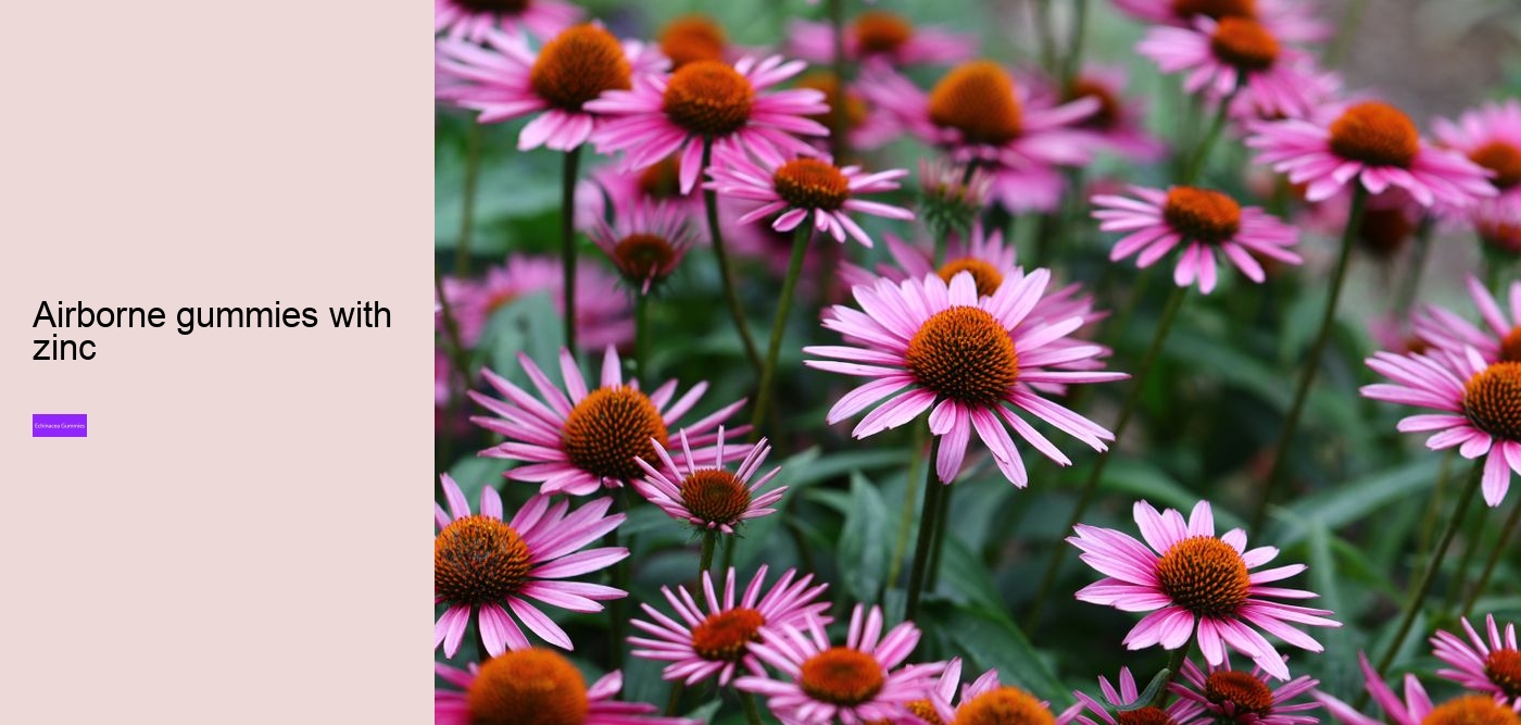 Is echinacea good before bed?