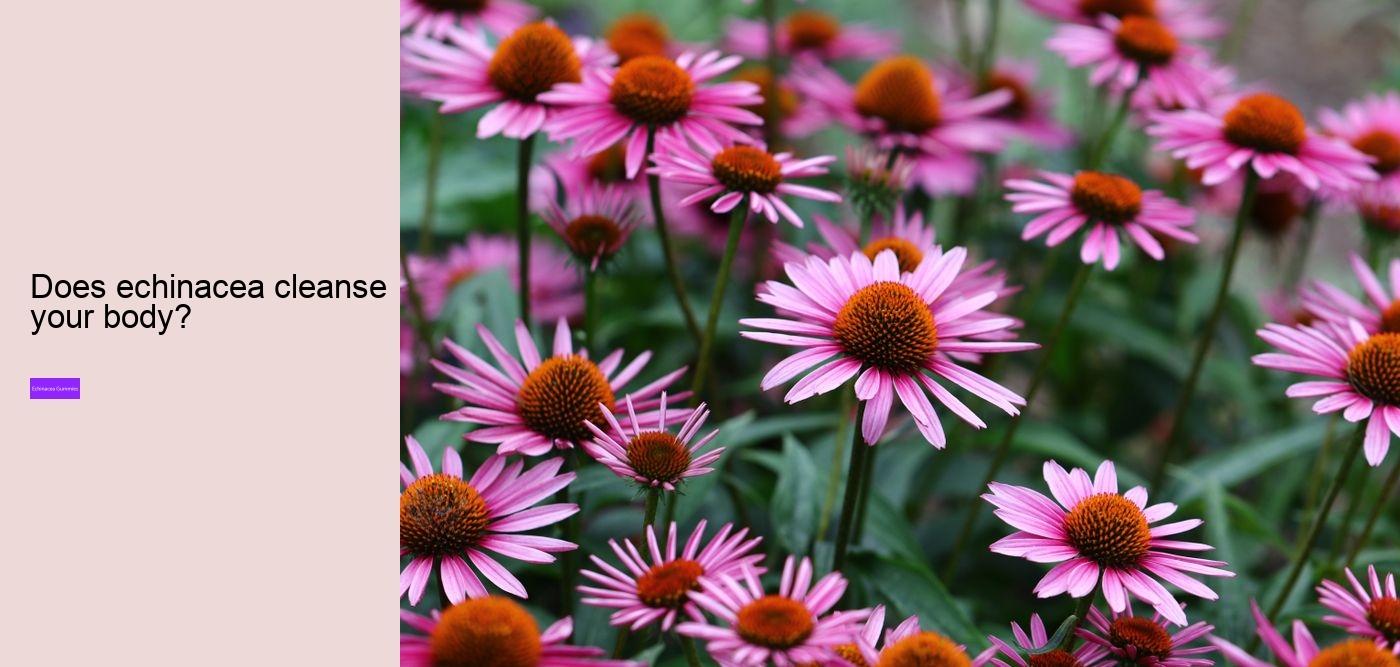 echinacea gummies for toddlers