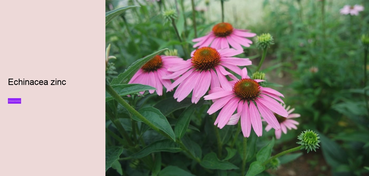 echinacea for kids