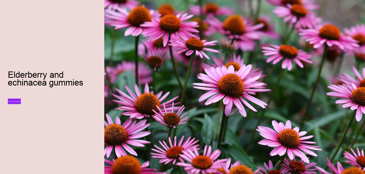 How much echinacea can I take a day?