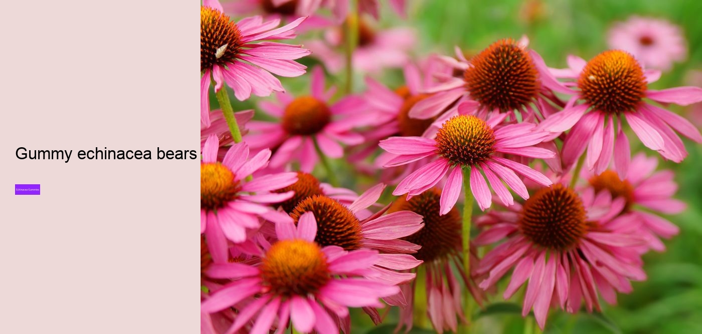 Is echinacea a natural antibiotic?