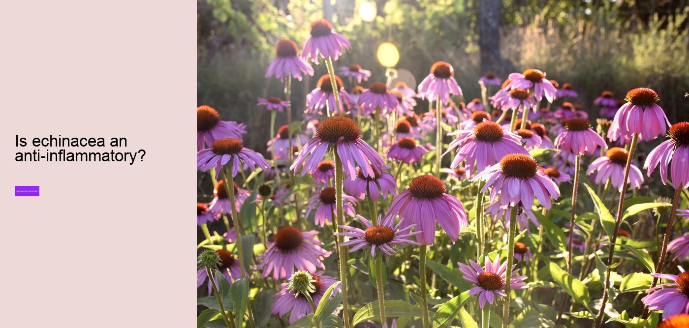 Does echinacea increase histamine?