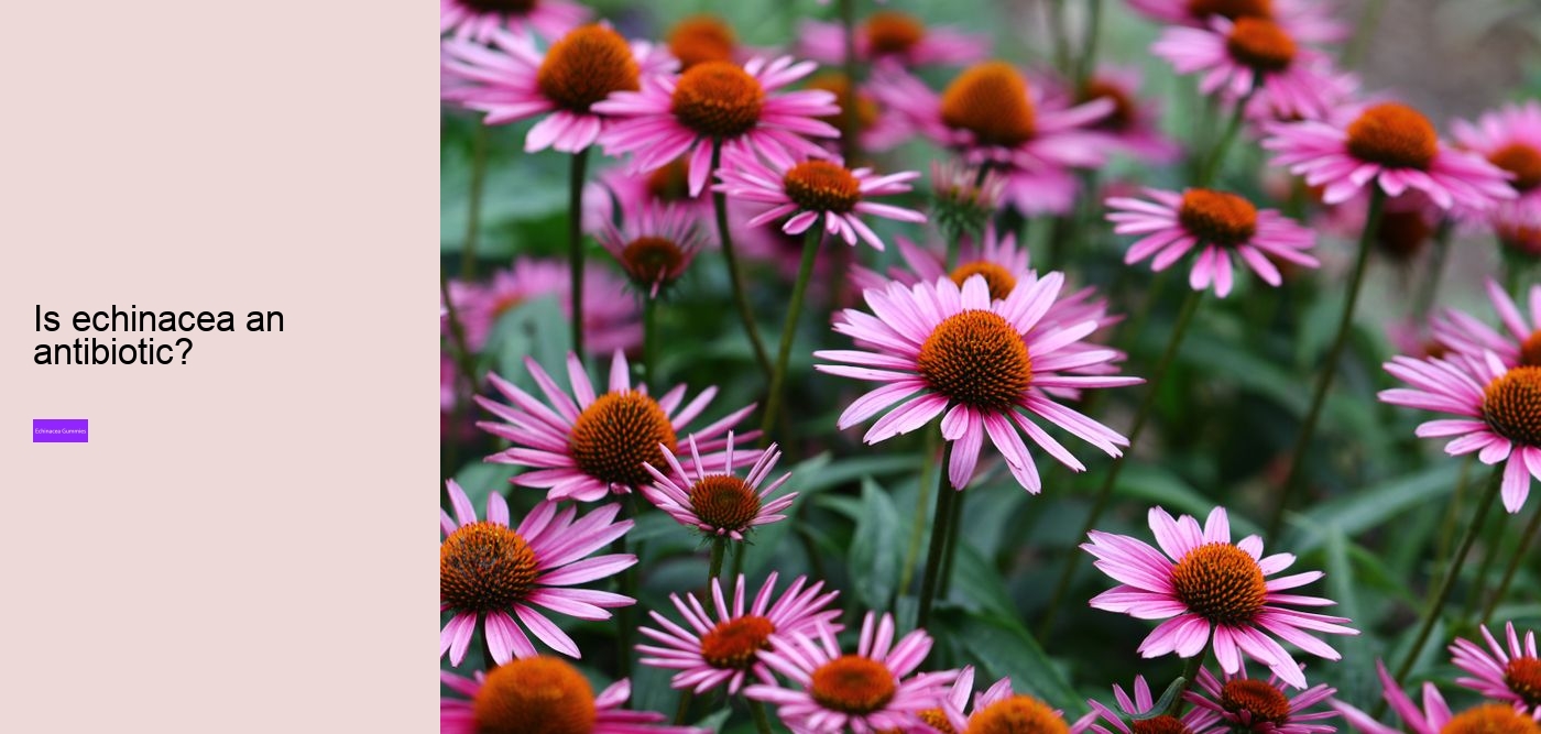 zinc and echinacea gummies