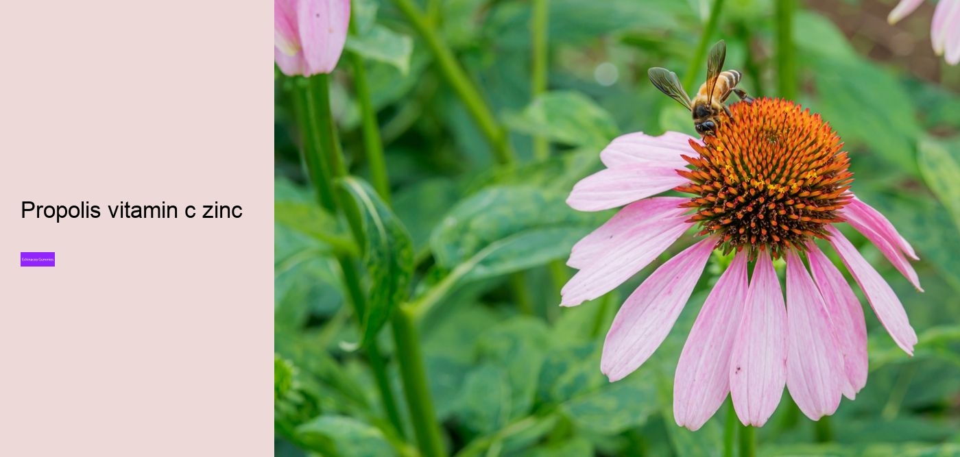 Why should you not take echinacea everyday?