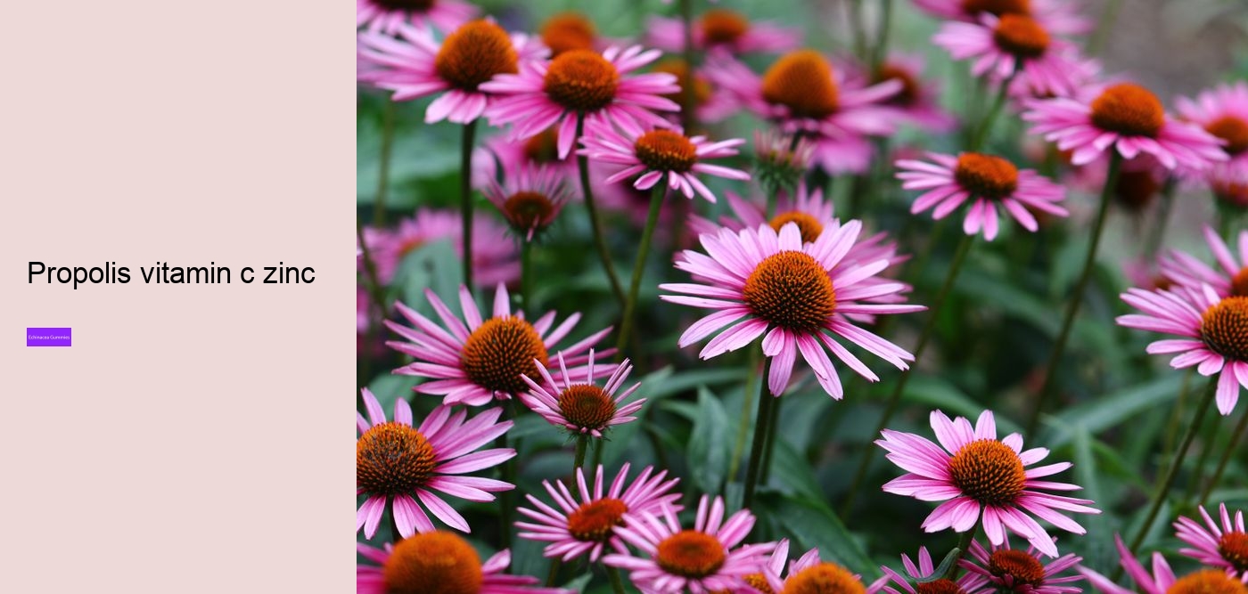 What are the side effects of echinacea?