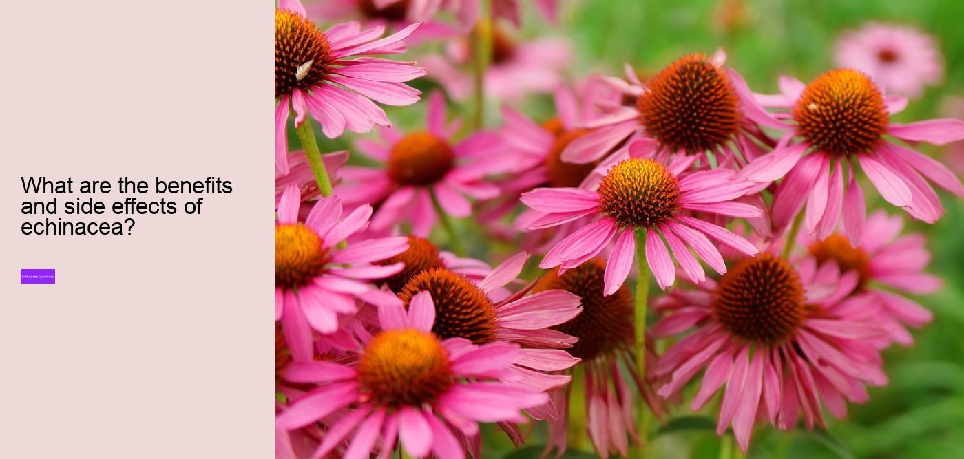 echinacea and zinc