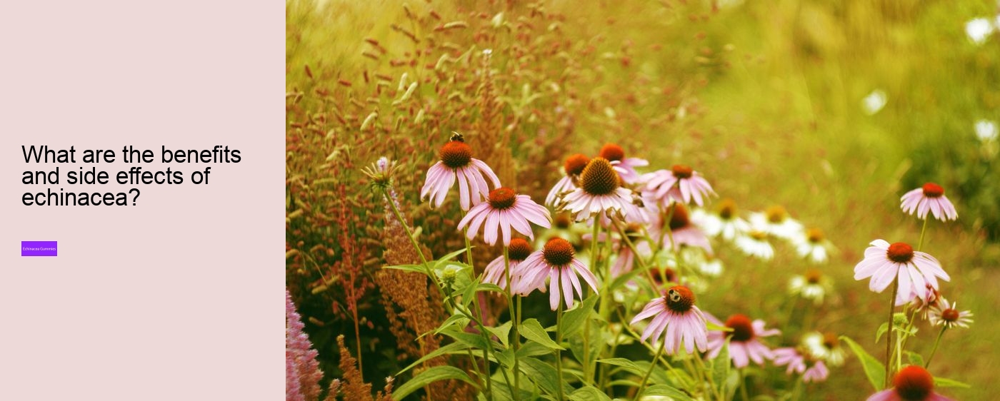 echinacea vitamin c zinc gummies