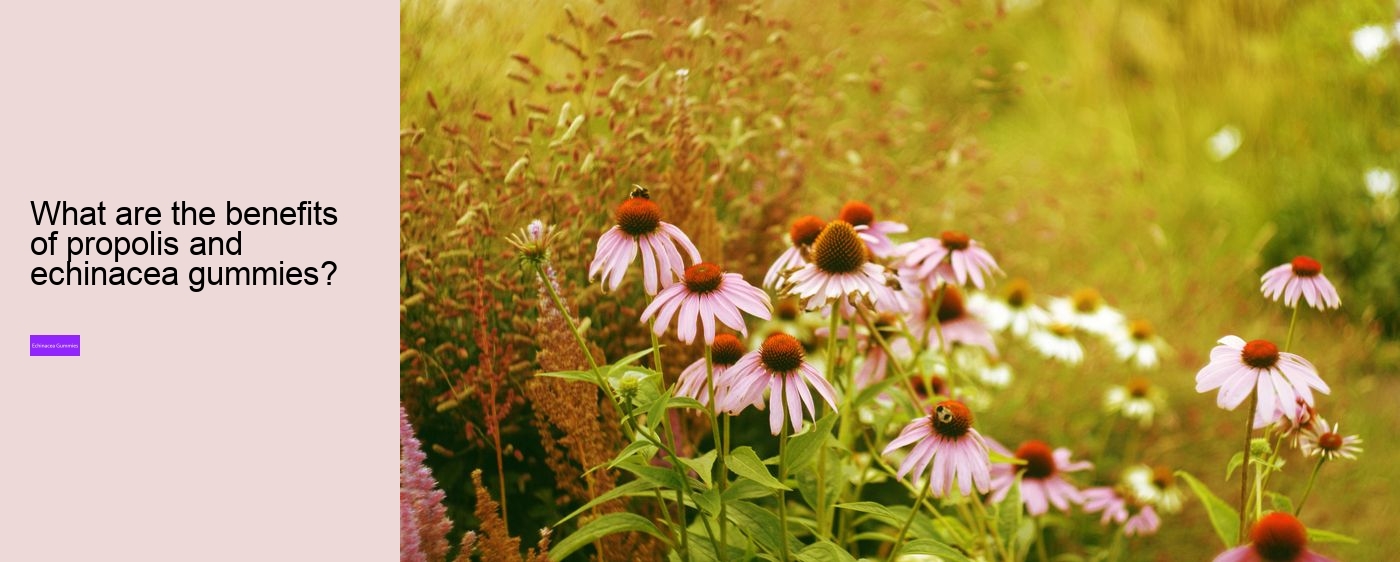 echinacea gummies for kids