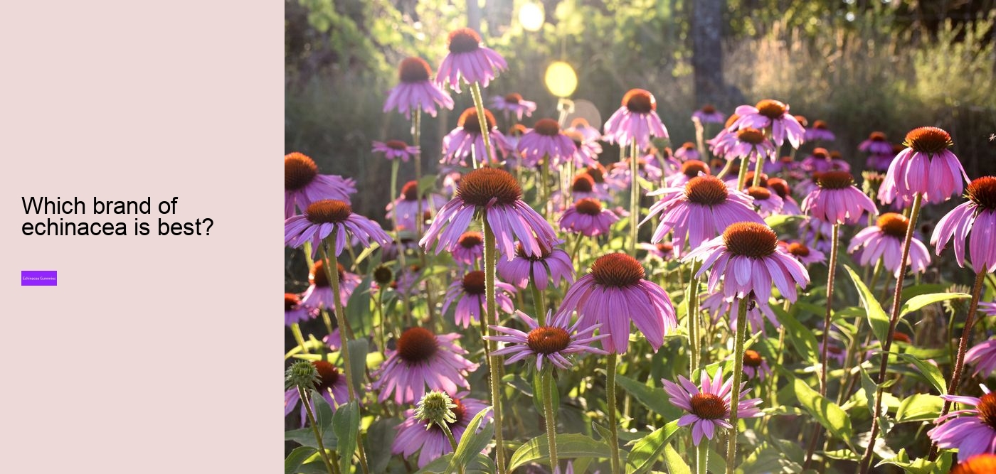 elderberry gummies with echinacea