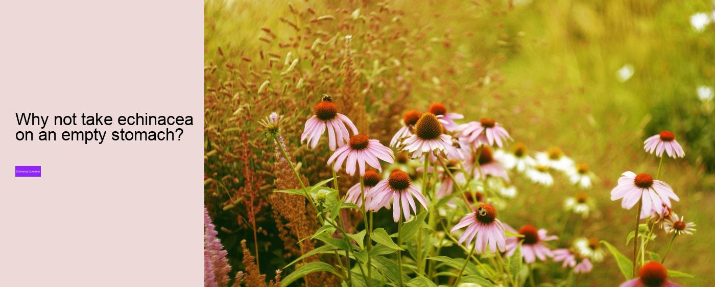 What are the side effects of echinacea?