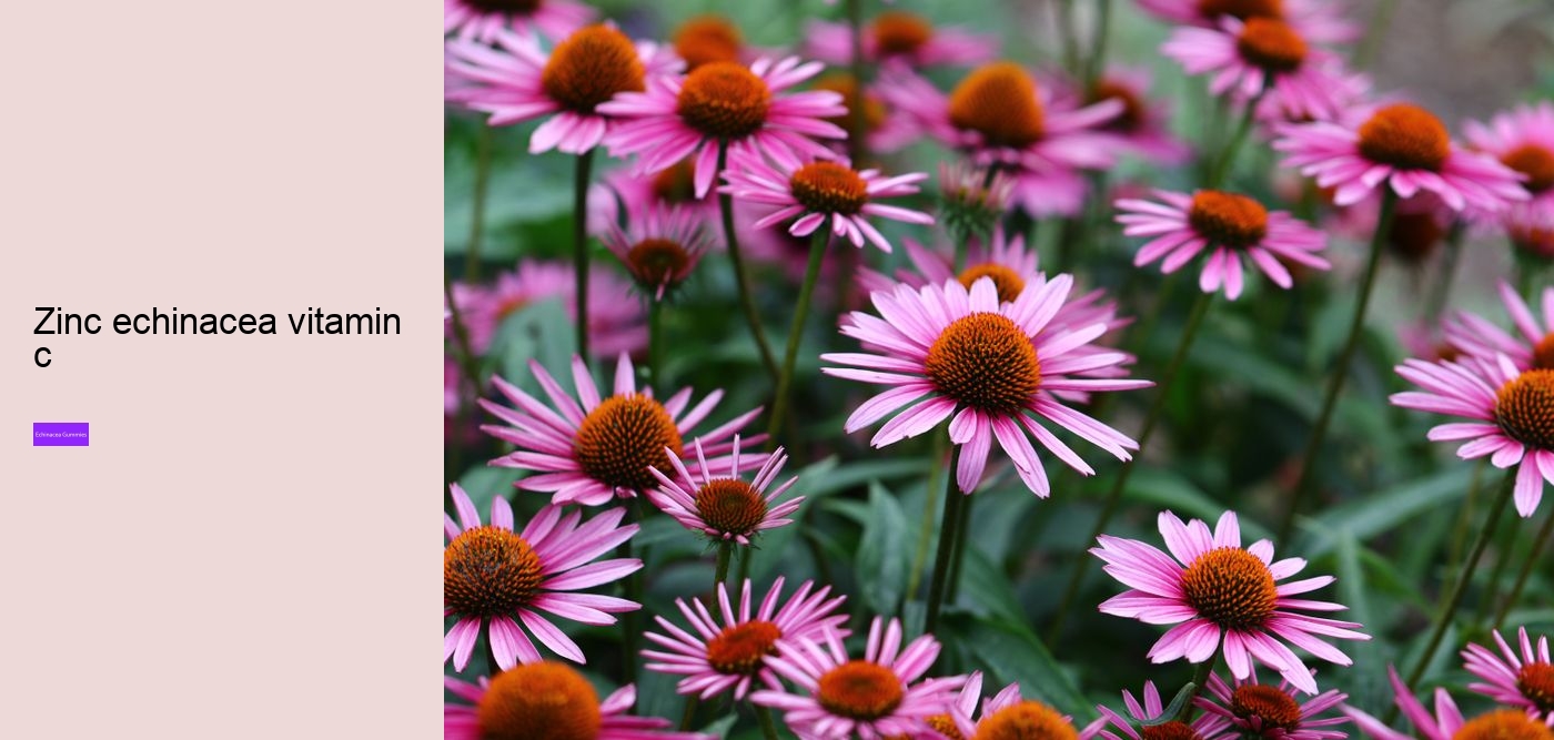 zinc echinacea gummies